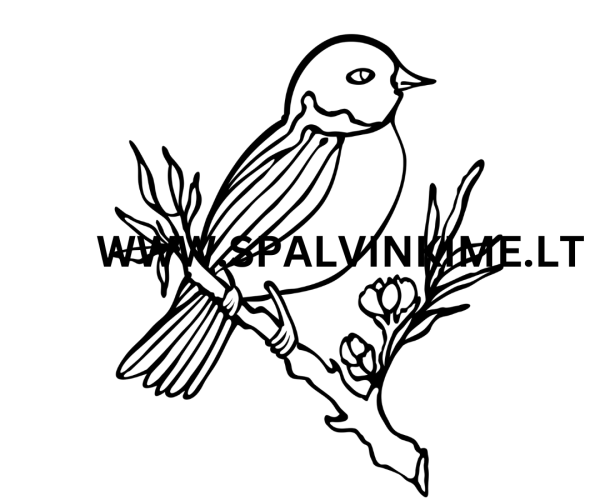 Paukštis spalvinimui